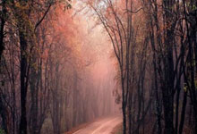 猛龙新援表现出色，球队士气大增